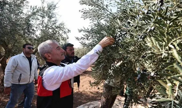 Tahmazoğlu zeytin hasadına katıldı