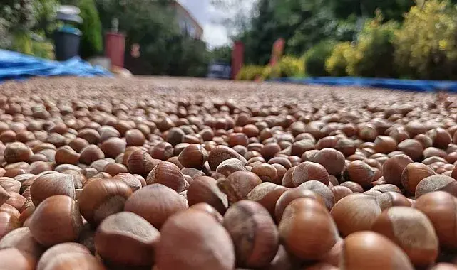 Ordu'nun yüksek kesimlerde fındıkta kurutma mesaisi sürüyor