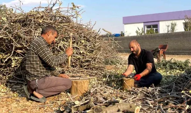 Fıstığın budanan dalları yakacak olarak değerlendiriliyor