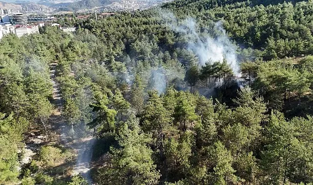Kent ormanındaki örtü yangını büyümeden söndürüldü