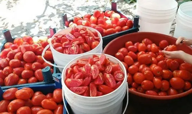 Bitlis'te kadın kooperatifi ilk hasadını gerçekleştirdi