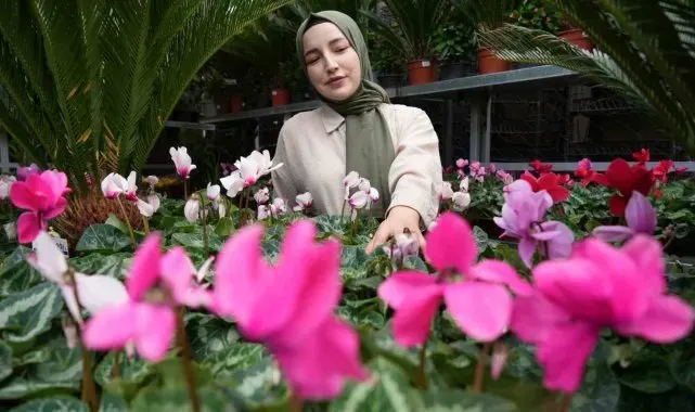 Kasım ayında en çok tercih edilen çiçekler kasımpatı ve sıklamen oluyor
