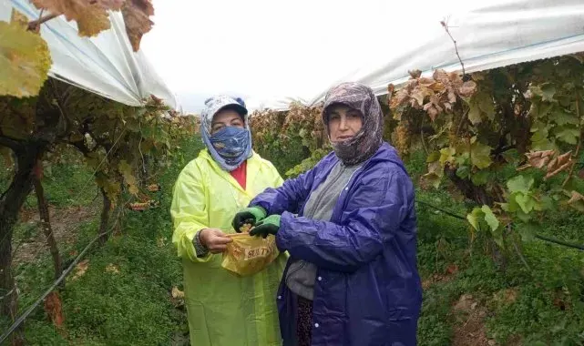 Sarıgöl'de yağmurda üzüm hasadı