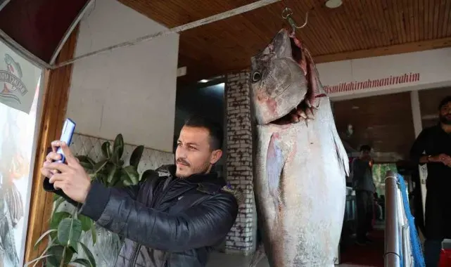 Balıkçı ağına insan boyunda orkinos takıldı