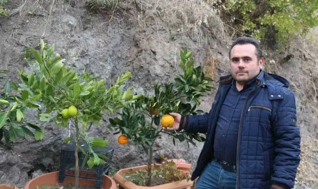 Karasal iklimde tropikal meyveler ve zeytin yetiştiriyor
