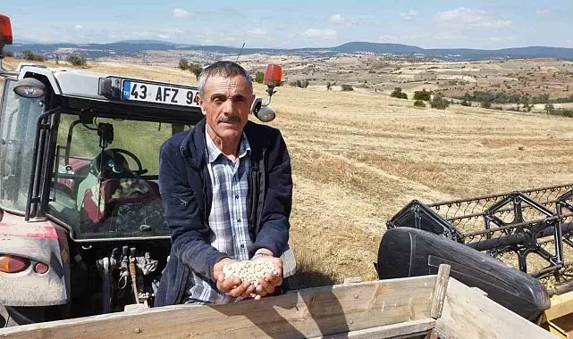 Yerli nohut çeşidinde hasat zinciri büyüyor