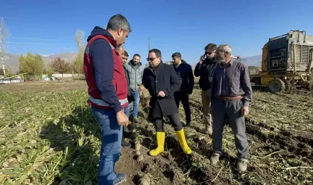 Muradiye'de şeker pancarı hasadı başladı
