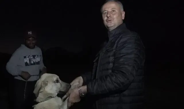 Alanya'da Avokadoya dikenli tel ve çoban köpekli koruma