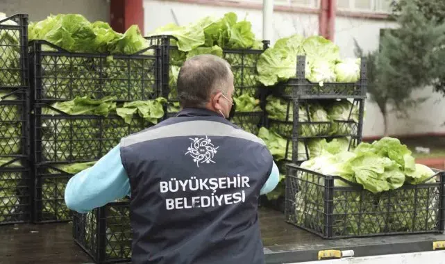 Tarlada kalan ürünleri Aydın Büyükşehir satın alacak