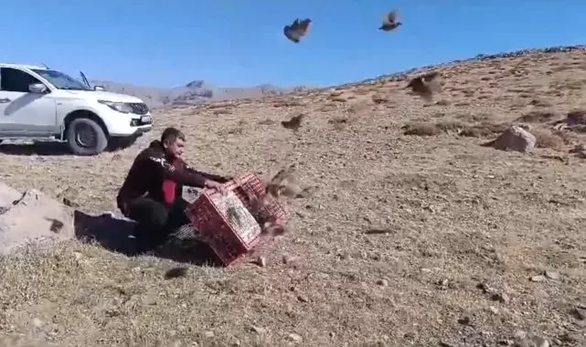 Antalya'da doğaya 240 çil keklik salındı