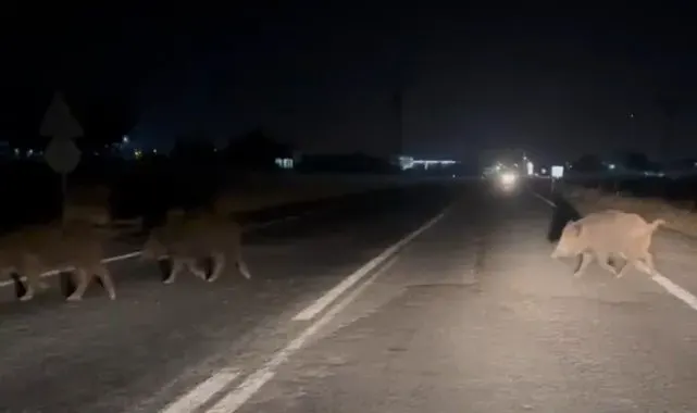 Şanlıurfa'da domuz sürüsü şehir merkezine indi