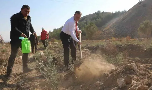 Nizip Belediyesi, bin adet zeytin fidesi dikti