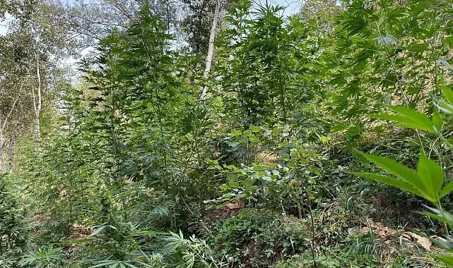 Bingöl'de jandarmadan huzur ve güvenlik çalışmaları