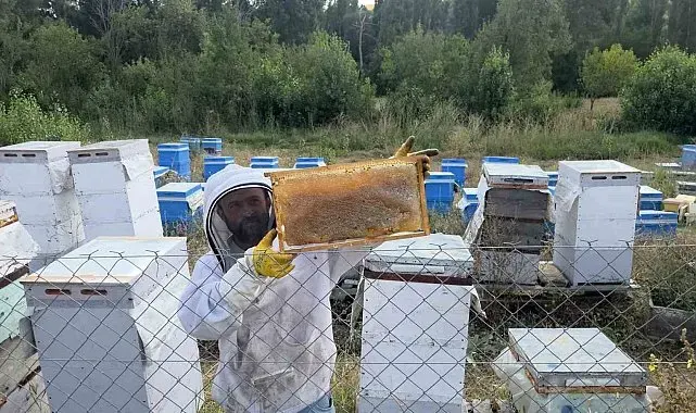 Hobi olarak 3 kovanla başladı, şimdi 250 arı kovanı var