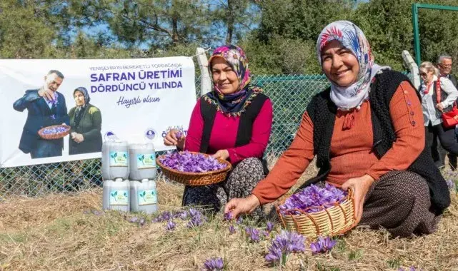 Mersin Yenişehir'de safran üretimi 4. yılına girdi