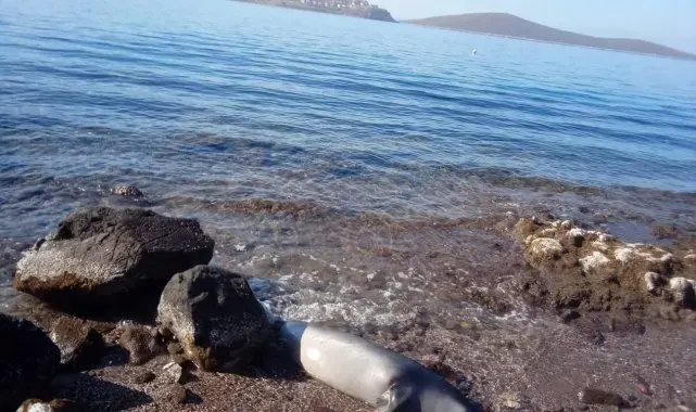 Kuyruğundan yaralanmış fok ölü halde kıyıya vurdu