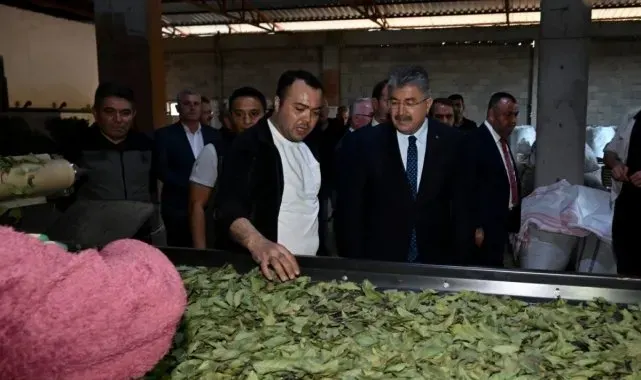 Osmaniye'de defne yaprağı hasadı başladı