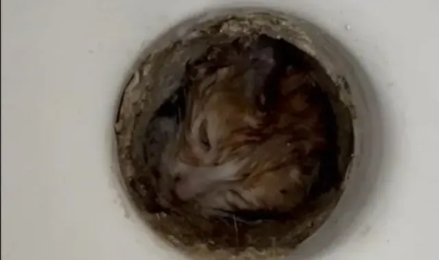 Isparta'da tuvalet giderine sıkışan yavru kurtarıldı