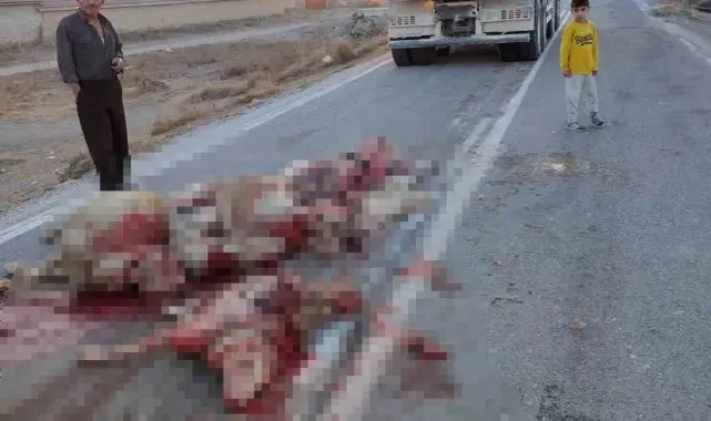 Hafriyat kamyonu sürüye çarptı, 13 koyun telef oldu