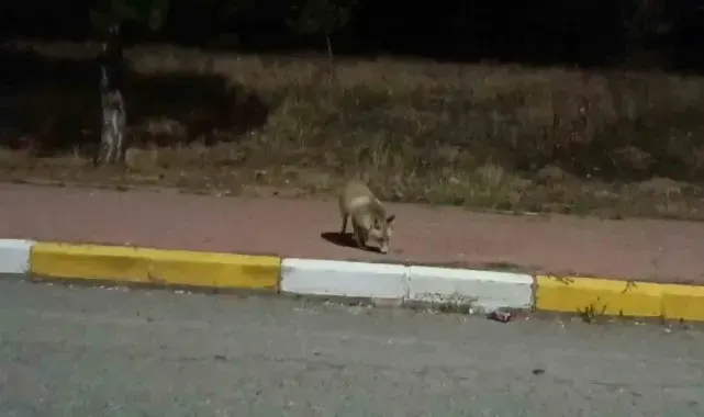 Sivas'ta aç kalan tilki kek yedi