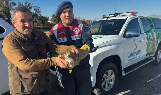 Yaralı boz şahin jandarma tarafından kurtarıldı