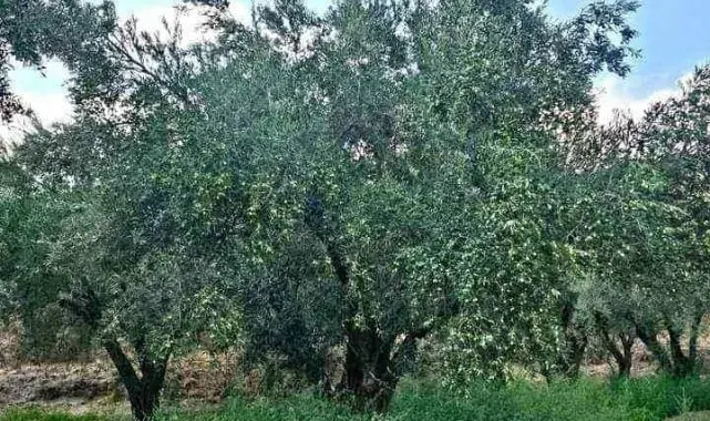 Denizli Milletvekili Ün zeytin üreticisinin sorunlarına dikkat çekti