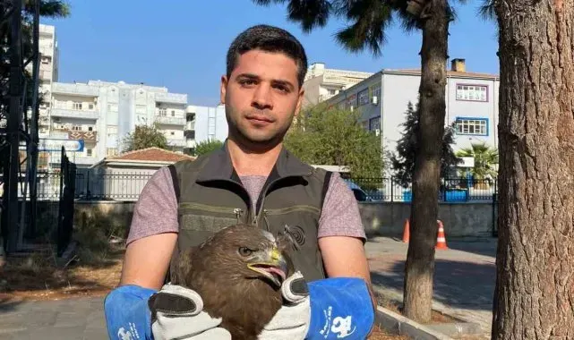 Şırnak'ta yaralı bulunan puhu baykuş ve kara şahin kuşları tedavi altına alındı