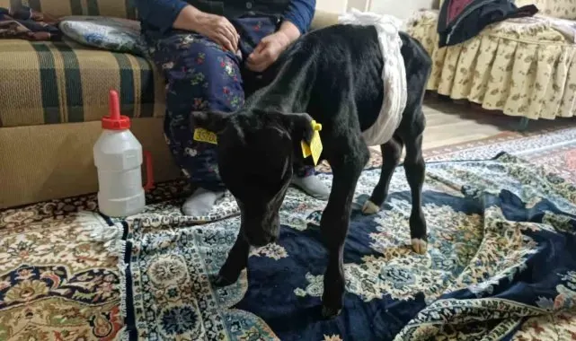Veterinerin "ölür" dediği buzağıya gözü gibi bakıyor