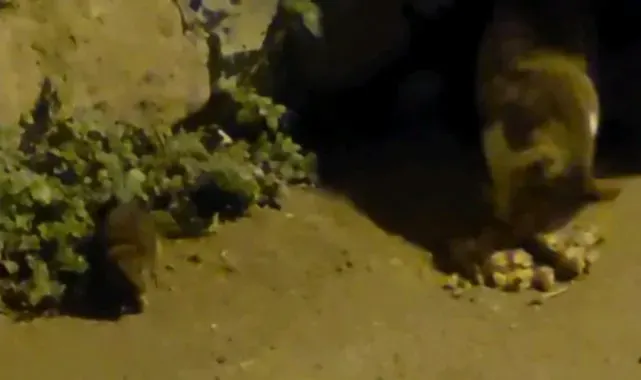 Dünyanın düzeni değişti: Kediyle fare yan yana yemek yiyor