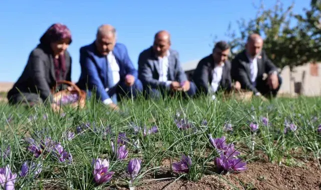 Elazığ'da safran bitkisi hasadı başladı