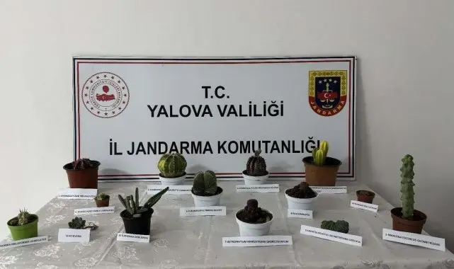Yalova'da 60 bin lira değerindeki 14 kaktüsü çalan zanlı yakalandı