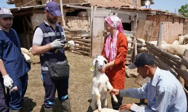Aşısı olmayan riskli hayvana sahip çiftçilere uyarı: "Destek alamayacaklar"