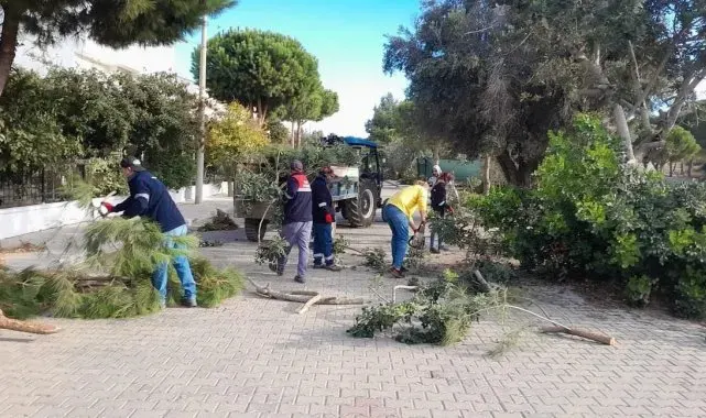 Didim'de ağaç budama çalışmaları sürüyor