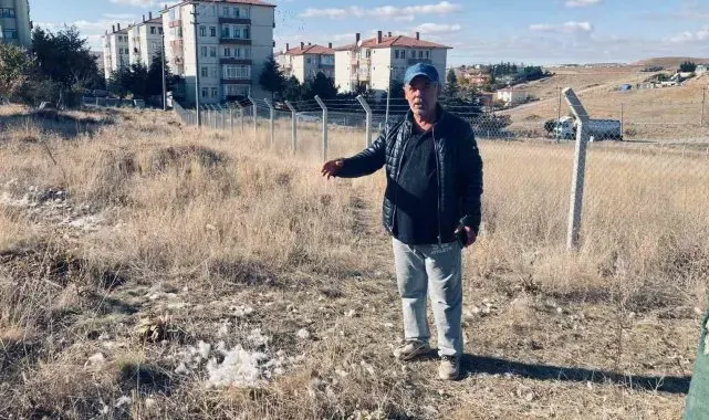 Ankara'da başıboş köpekler 35 tavuğu telef etti