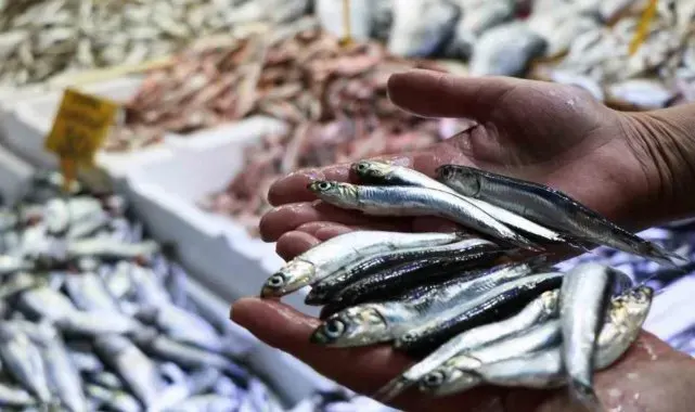Samsun'dan 62,4 milyon dolar ve 18 milyon euroluk hayvansal ürün ihracatı