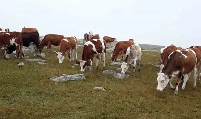 Hayvan hırsızları, jandarmanın takibiyle yakalandı