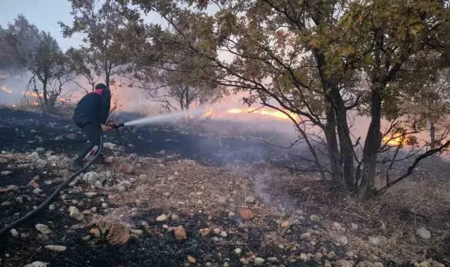 Anız yangını ormanlık alana sıçradı