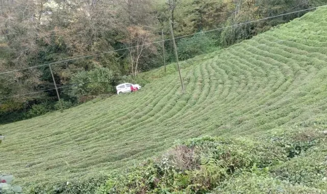 Rize'de araç çay bahçesine yuvarlandı