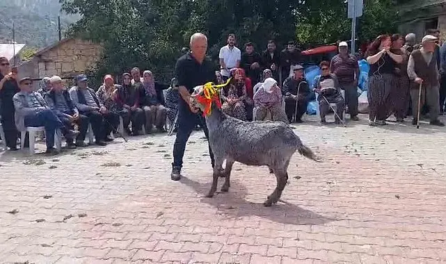 Mut'ta 'keçi güzellik yarışması' düzenlendi