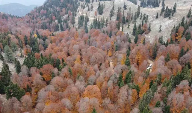 Adana'da kayın ormanı sonbaharda görsel şölen oluşturdu