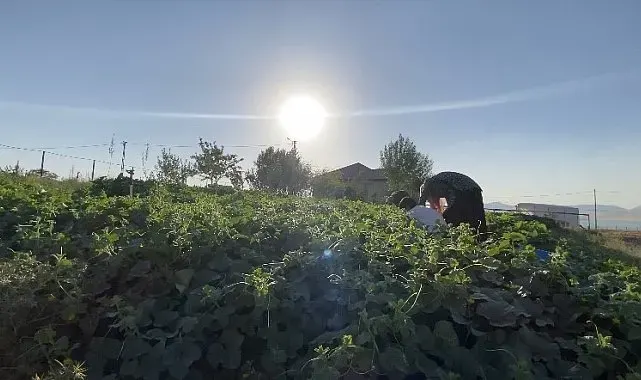 Ağrı'da bostanların bereketi kışa taşınıyor