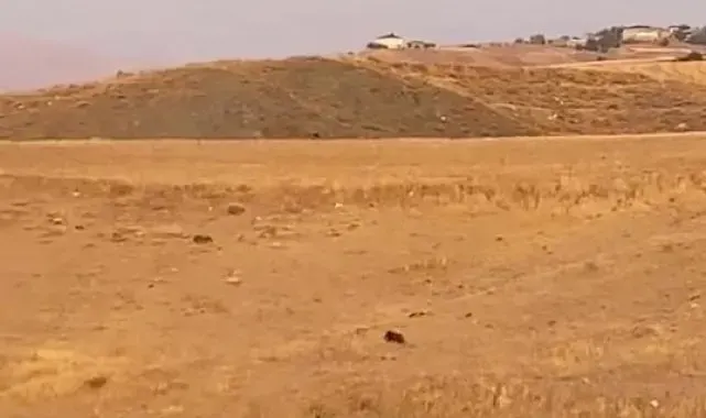 Elazığ'da aç kalan domuz köye indi