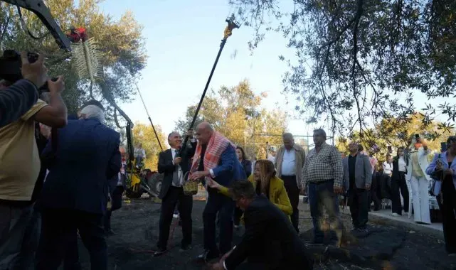 Bin yıllık zeytin ağacından hasat yapıldı