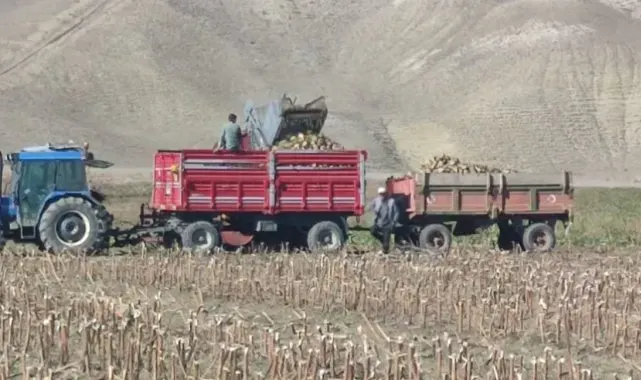 Aşkale'de şeker pancarı hasadı