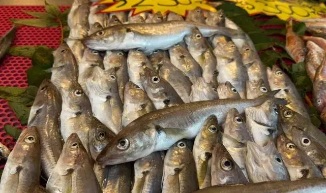 "Kestane karası" bitti, tekneler Karadeniz'e açıldı