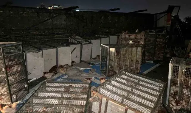 Beypiliç'in tavuk yüklü kamyonu devrildi: Yüzlerce tavuk telef oldu