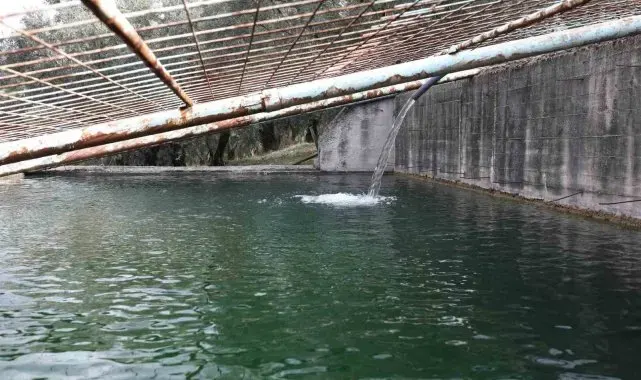 Gemlik Belediyesi, 10 bin ağaca su ulaştırdı