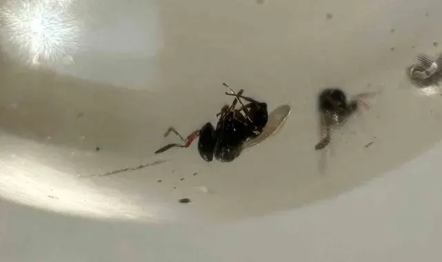 Kokarca istilasına karşı samuray arısı üretimi 10 katına çıkarıldı