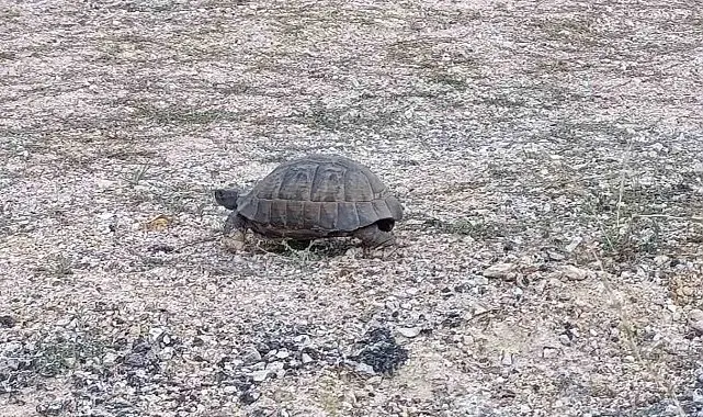Kara yoluna çıkan kaplumbağa için araçları durdurdular