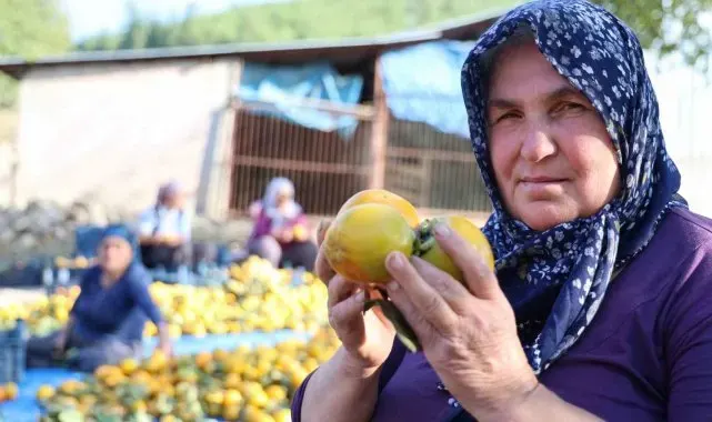 Yaş hurma 20, kurusu 200 lira